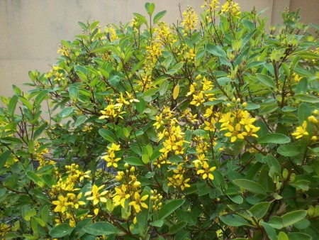  Galphimia brasiliensis